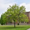 Honeylocust Shademaster #7 - Image 3